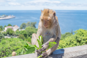 monkey eating vegetable at mountain Thailand.