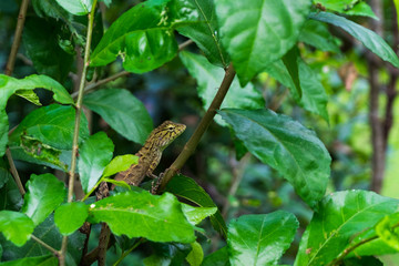Fototapeta premium Lizard in forest.