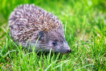 Igel wandert durch den grünen grass im garten