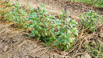 Basil plant in the vegetable garden.