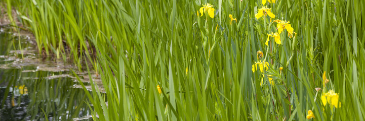 Gelbe Schwertlilien (Iris) am Wasser © lichtbildmaster