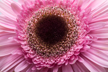 Close up of pink gerbera flower