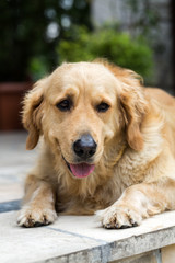 portrait of beautiful golden retriever