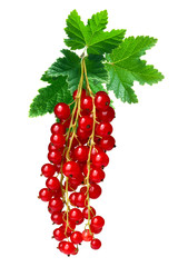 Redcurrant bunch (Ribes Rubrum), paths