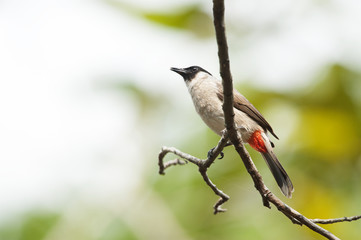Bird in the forest