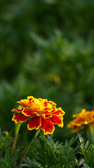 Yellow Calendula  Blooms