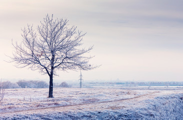 winter landscape with frozen tree