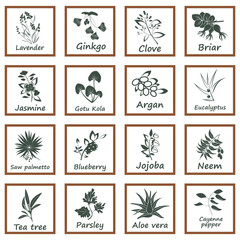Collection of Ayurvedic Herbs