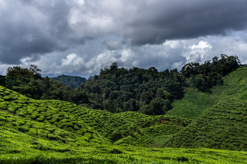 Fototapeta na wymiar Tea plantation, Cameron Highlands, Malaysia