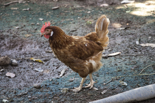 chicken in farm