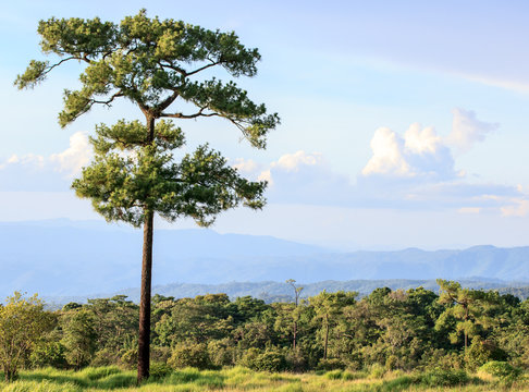 Big beautiful pine trees grow on the big hill