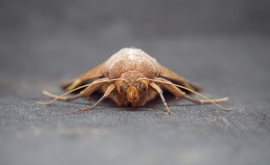 Front of night butterfly 