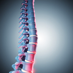 human spinal bone 3d
