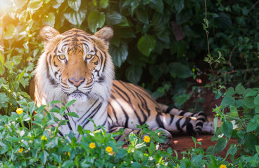 Big Bengal tiger.