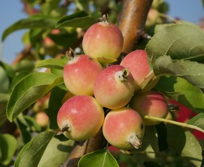 Яблоки 