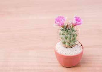 closeup pink cactus flower on wooden background.