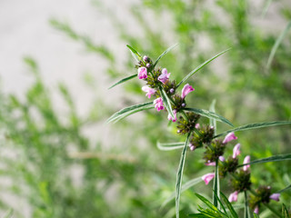 Motherwort flowers