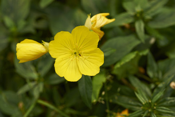 Fototapeta premium yellow flower