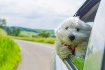 Bichon Frise Looking out of car window