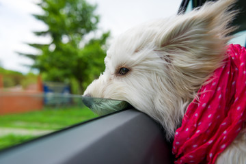 Dog enjoying a ride with the car
