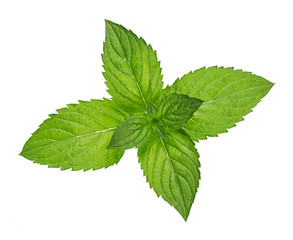 closeup macro shot of peppermint leafs isolated / nahaufnahme Makro von Pfefferminze Blättern...