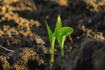 Maize seedling in agricultural garden, Growing Young Green Corn Seedling