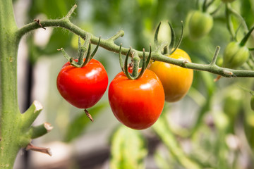 Reife rote Tomaten