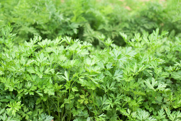 Parsley