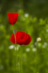 Red poppy flower with bud on blur green background