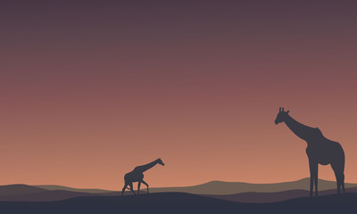 Landscape Giraffe at morning silhouettes
