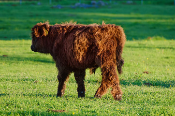 Scotland highland hairy red cows grazing at the green summer meadow, agricultural livestock organic food concept