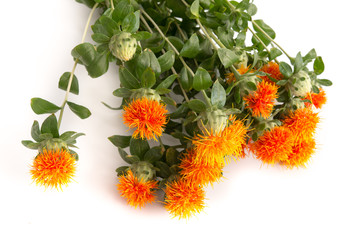Färberdistel (Carthamus)