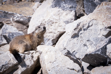 Marmotte