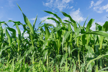 Obraz premium Green corn field in agricultural garden and blue sky