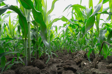 Green corn field in agricultural garden