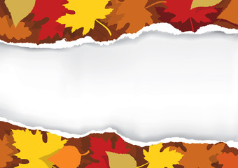 Ripped paper autumn leaves.
Beautiful autumn paper background with yellow and red leaves. Place for text. Vector available.
