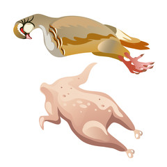 Whole raw chicken isolated, vector food