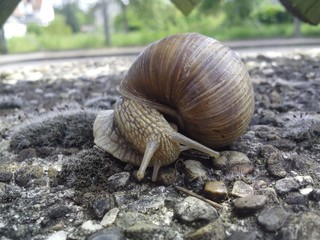 Schnecke im Garten