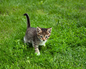Naklejka na ściany i meble A cute kitten playing in the grass looking in the distance
