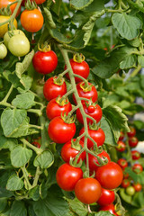 Pomodori ciliegini italia