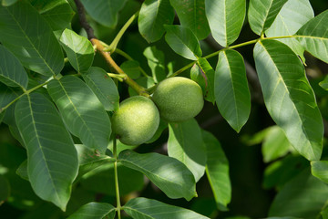 Fresh Walnut
