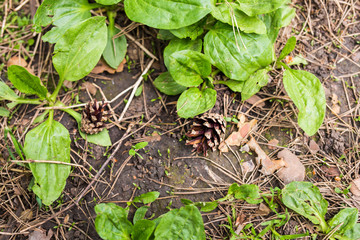 Close-up of pine cones on the green grass
