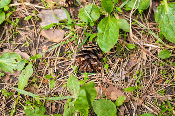 Close-up of pine cones on the green grass