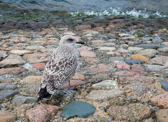 sea gull standing on the stone pavement near the water