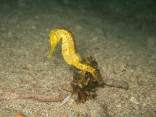 closed up the yellow seahorse in Myanmar divesite