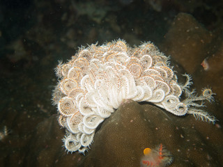 closed up the feather star in Myanmar divesite