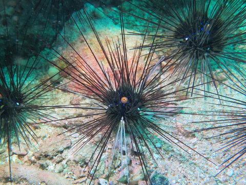 closed up the sea urchin in Myanmar divesite