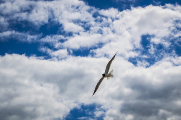 Fototapeta premium Seagull