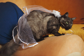 Cat in a veil sits on the sofa