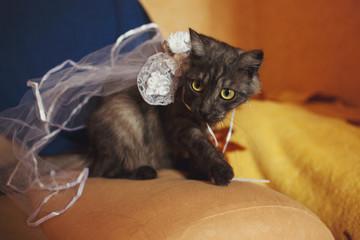 Cat with white ribbons and a veil sits on a sofa